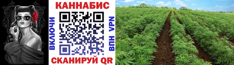 Конопля гибрид  Омутнинск 